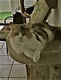 click to enlarge