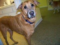 Labrador+retriever+catahoula+leopard+dog+mix