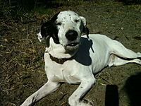 Jake_in_yard_thumb