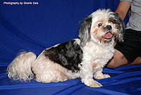 Pepper1_sitting_pretty_thumb