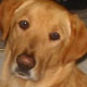visit Save a Homeless Puppy, Rescue an Older Dog