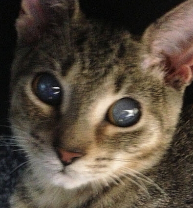 Sebastian