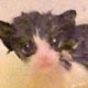 visit Fix & Feed Feline Feral