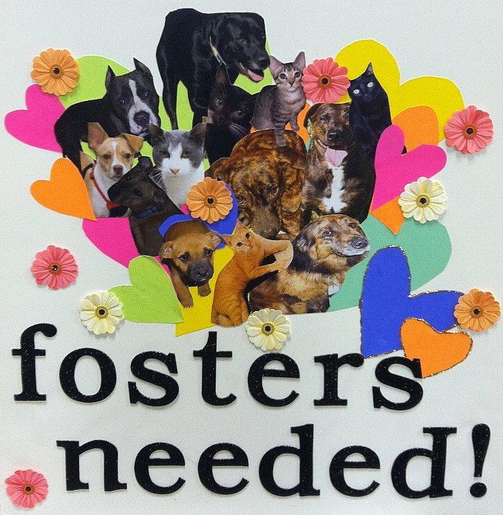 Fosters1