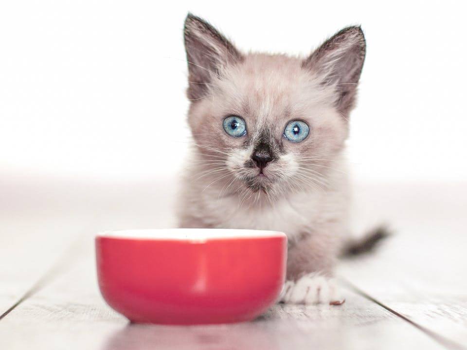 Food Friend