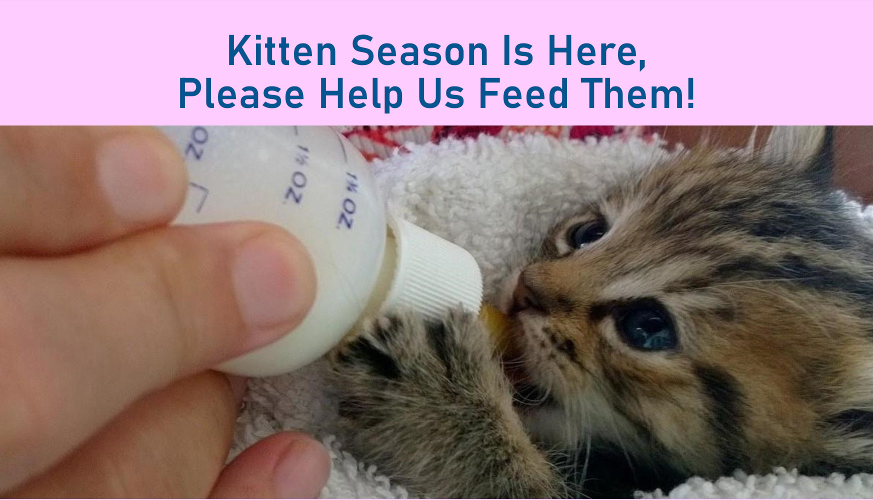 Kitten Season Donations