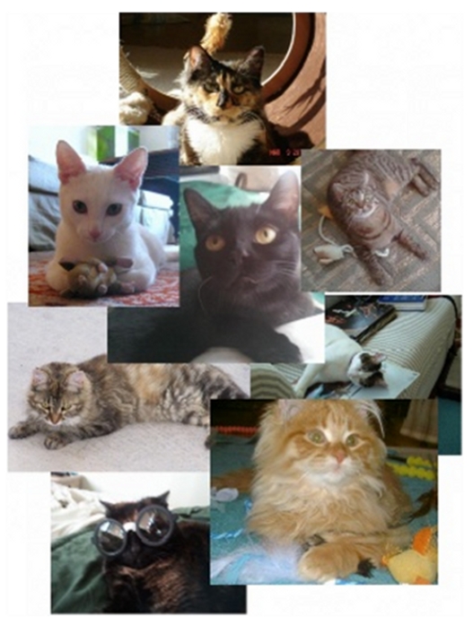 ch kittens for adoption