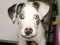 Click to view our many dogs ready for adoption