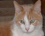 Click to view our many cats ready for adoption